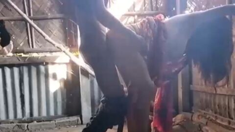 Bangla sex